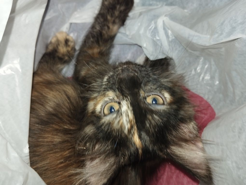 Отдам котят даром