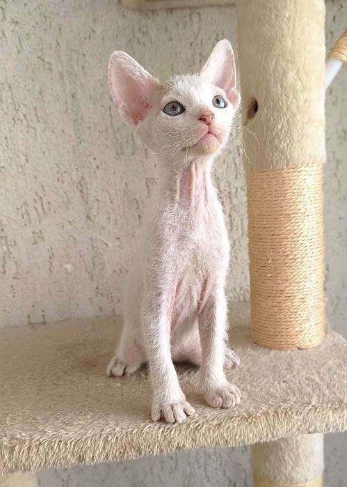 БРАШ с родословието на Донски сфинкс мъжки