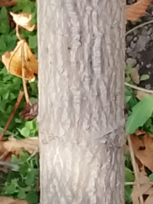 Manzarali Kashtan koʻchatlar