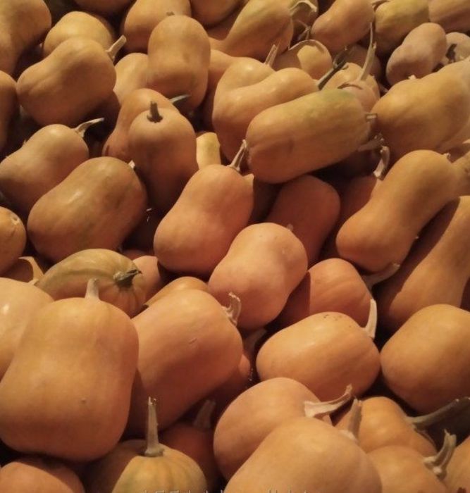 Тыква японка в наличии ожет