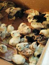 Продам цыплят домашних кур, цена 700 т