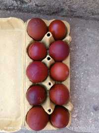 Разплодни яйца от черен мед Маран