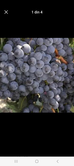 Vand strugurii de vin