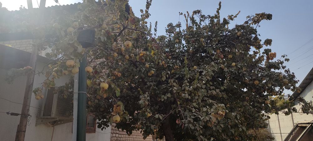 Айва целое дерево с плодами "Bexi"