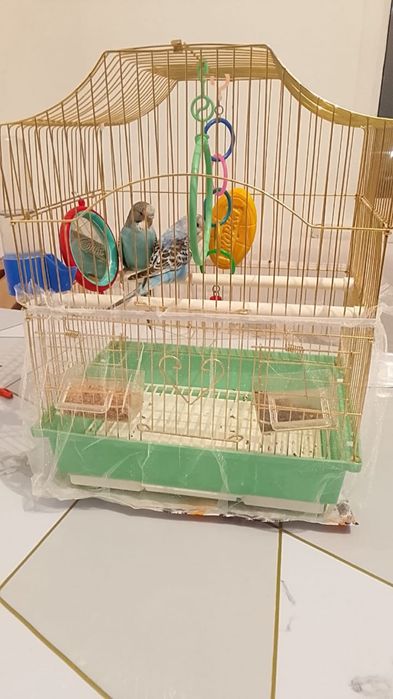 Срочно продам попугай