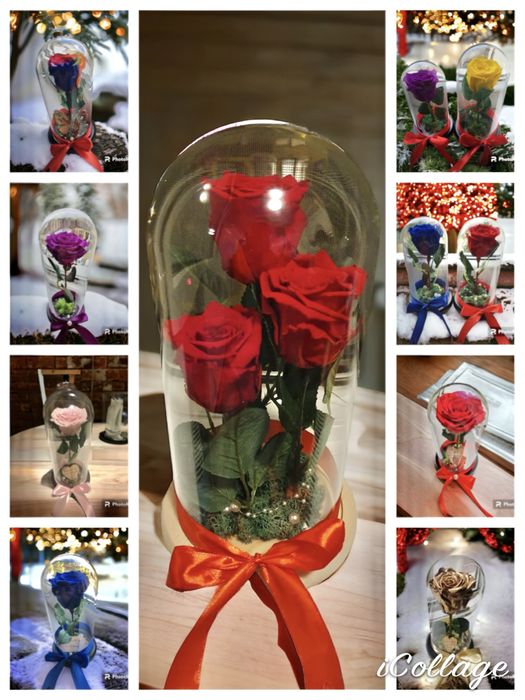 Trandafir criogenat in cupola 17-20-25cm