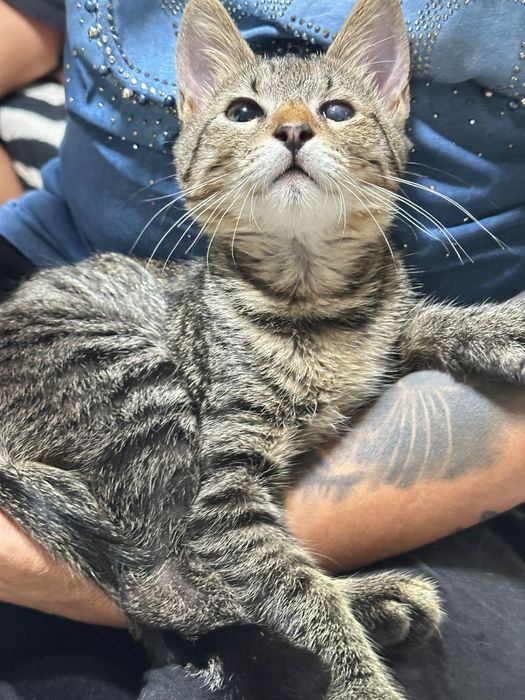 Pui de pisica spre adoptie