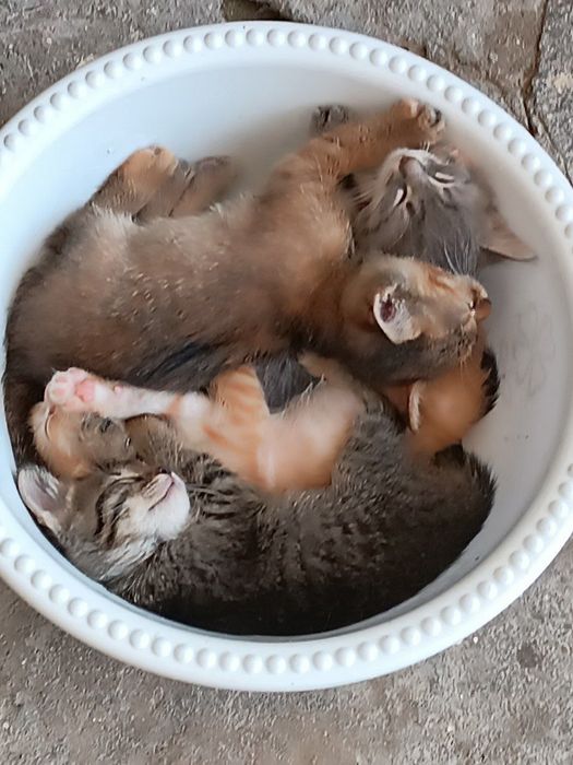 Кошки Мушук болалари текинга хадяга