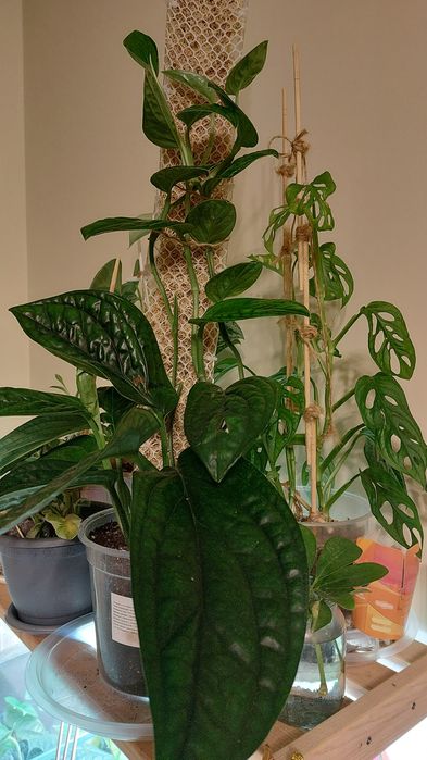 Черенки комнатных растений от 600тг