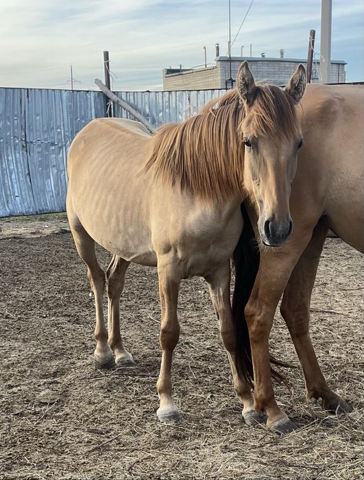 Еркек тай 400 мың