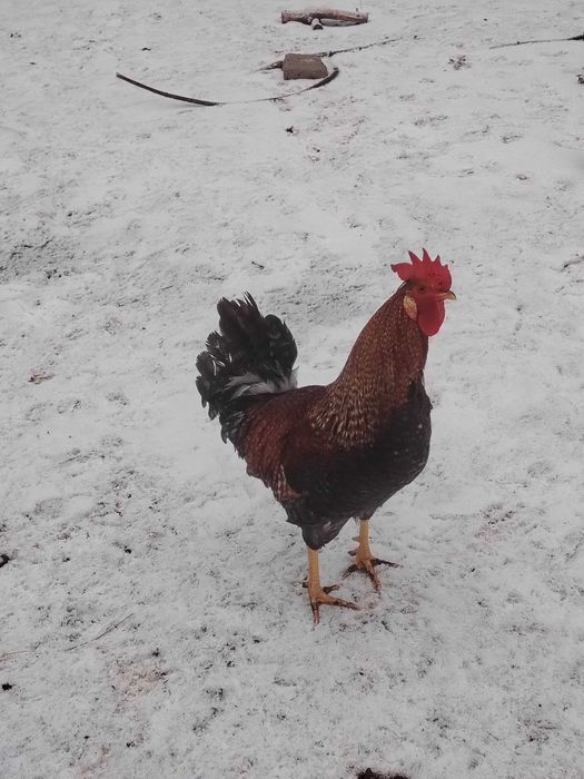 Продам петухов разных пород