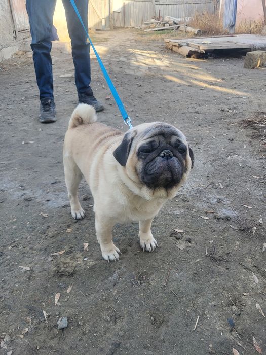 Пес порода мопс 3 года