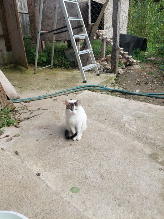 Donez pisica de 4 luni. Cuminte și frumoasa. Trăiește și în natura și