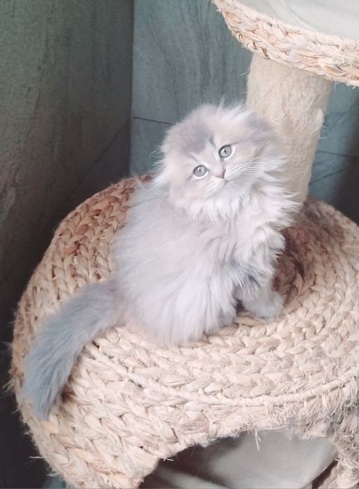 Schottish fold longhair