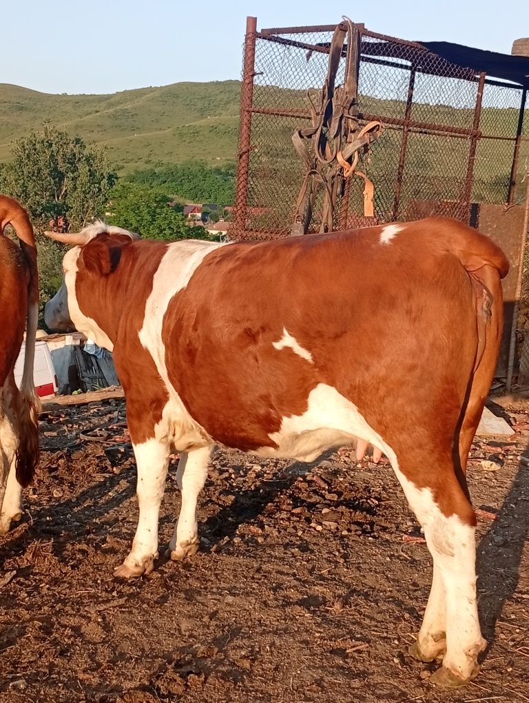 3 junici se dau Dârlos jud sibiu