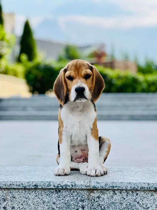 Продавам куче порода Бигъл