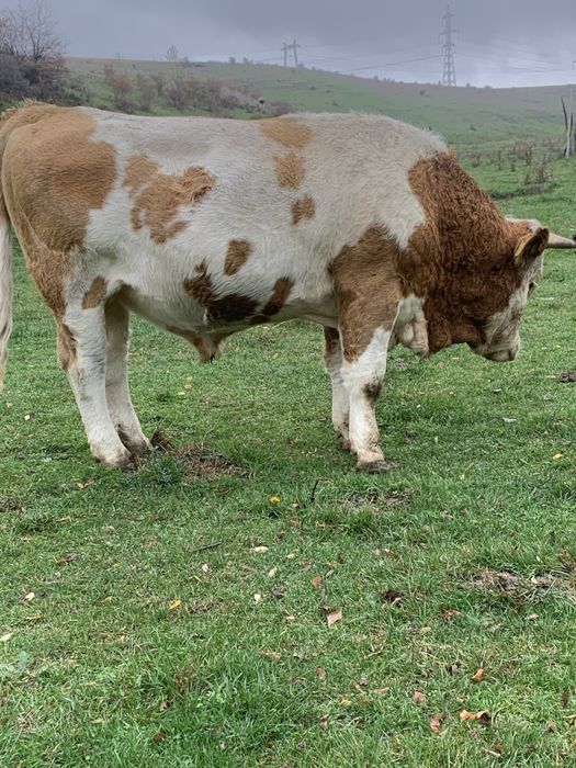 Taure baltata romaneasca