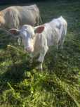 Vand vitel Poiana Buchin