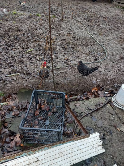 Găini pitice de munte