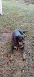 Donez femela Rottweilwer
