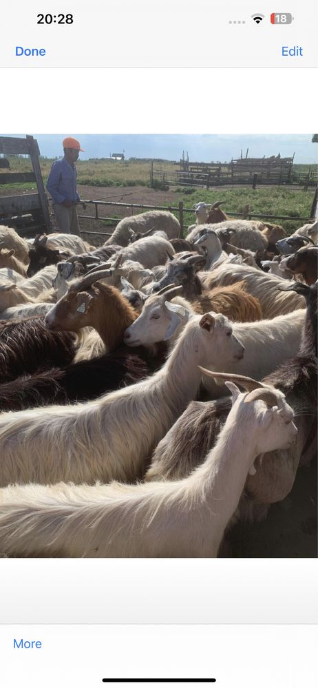 Vând 90 de capre dintre care 60 au iezi după ele