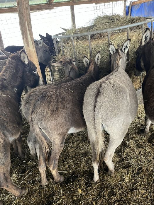 Vand magarite,mânze tinere