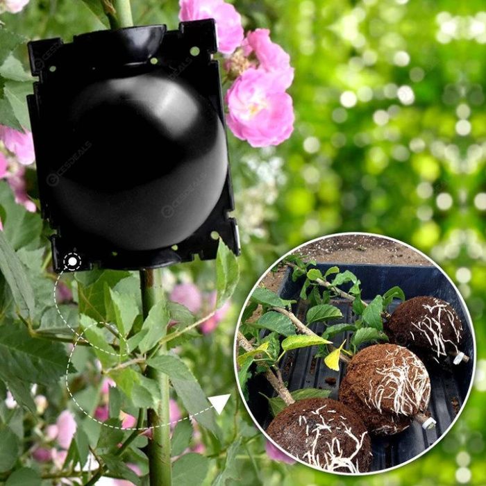 Inradacinare pe crengi! Magnolia, trandafir, etc Nou ambalata!