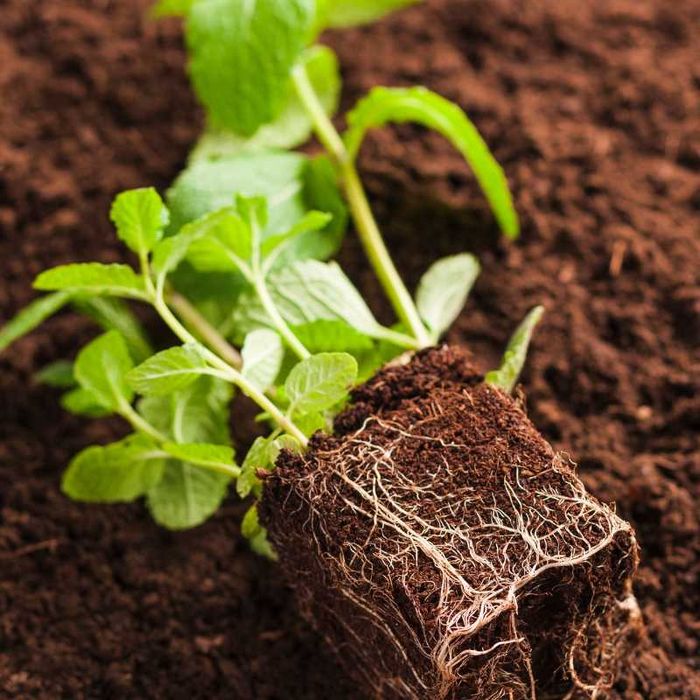 Кокос торфи 50 литрлик қопларда