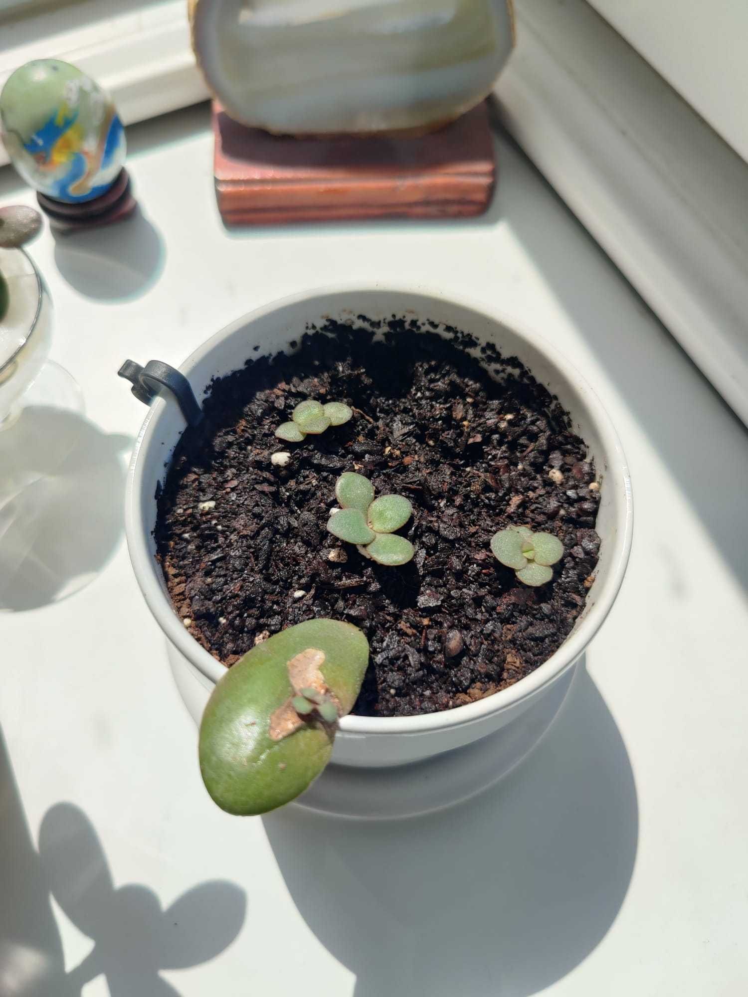 Pui Crassula Ovata (Arborele de jad)