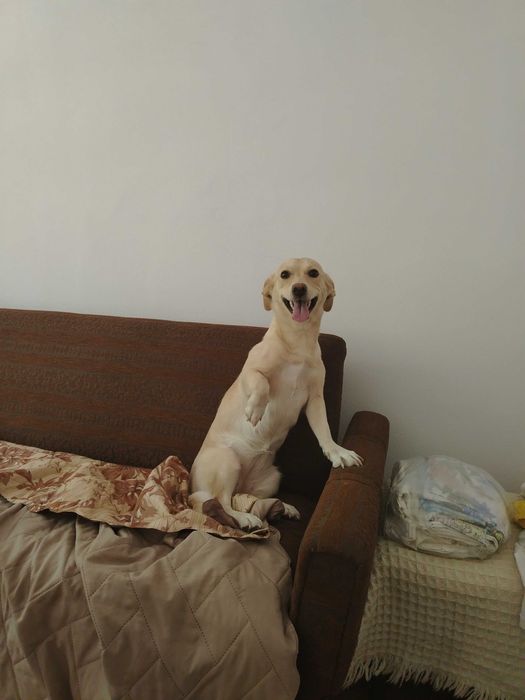 Подарявам сладко куче