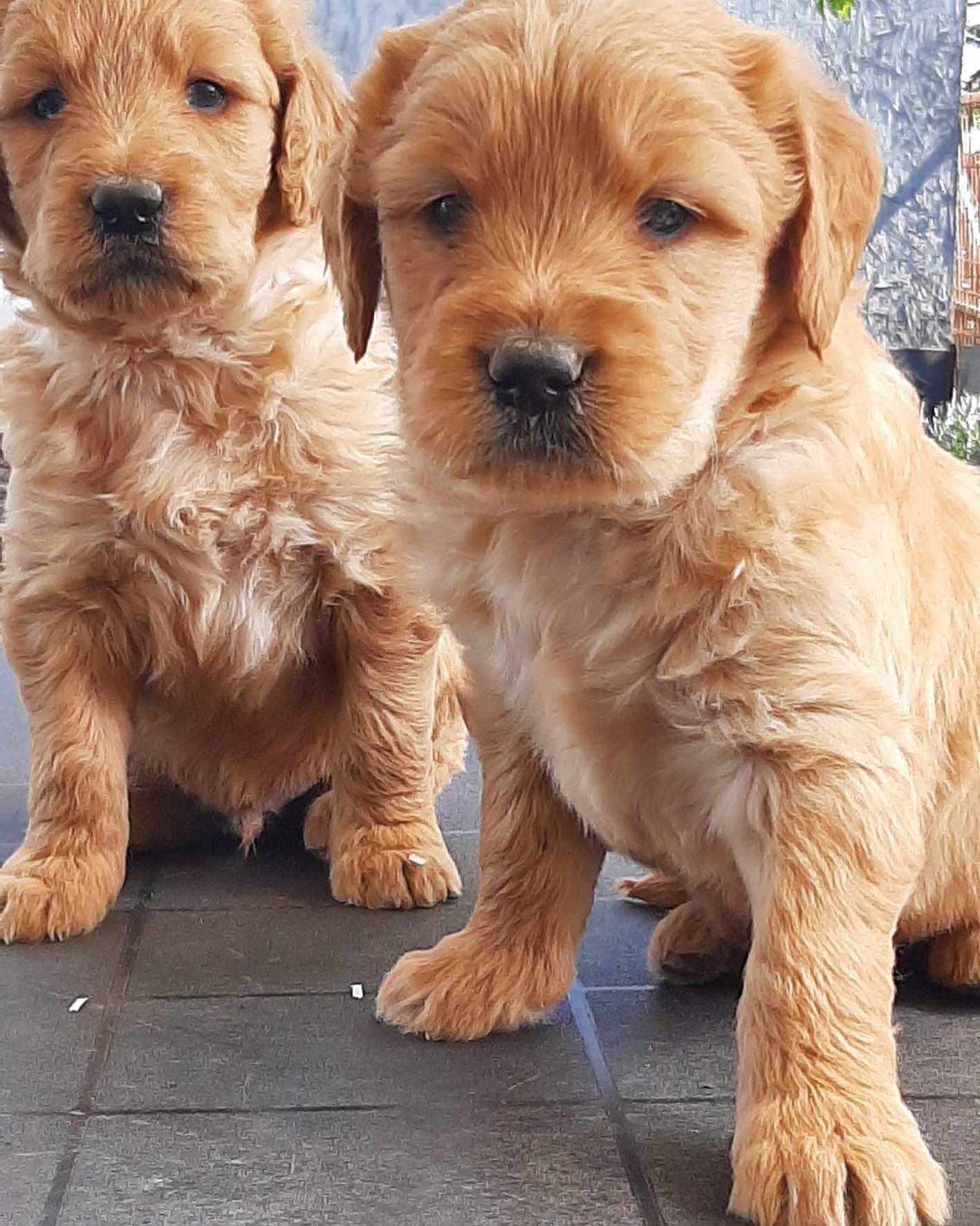 Pui rasa Goldendoodle (Golden Retriever+Pudel)