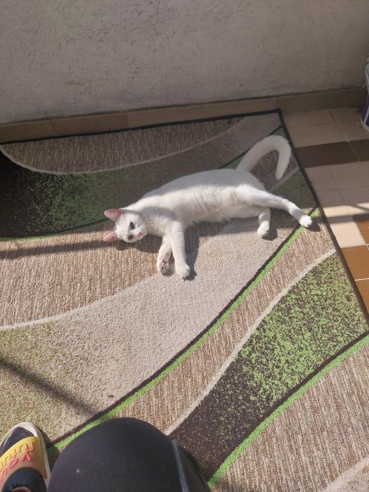 Подарявам котета с изградени хигиенни навици