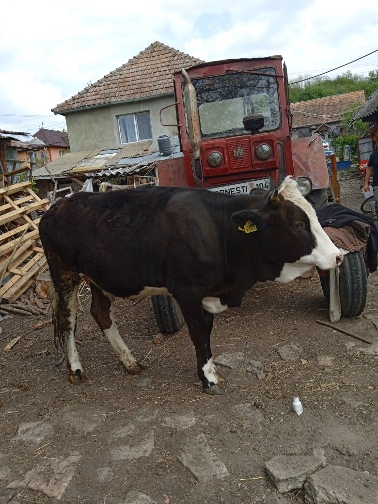 Viteza holstein,1an și 6 luni