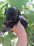 Shih.tzu pui toy