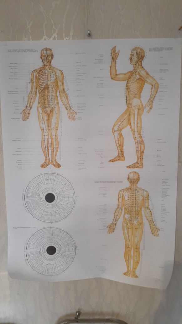атлас тела человека и акупунктура.