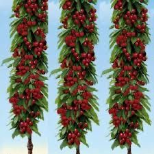 Pomi fructiferi columnari pe rod soiuri variate