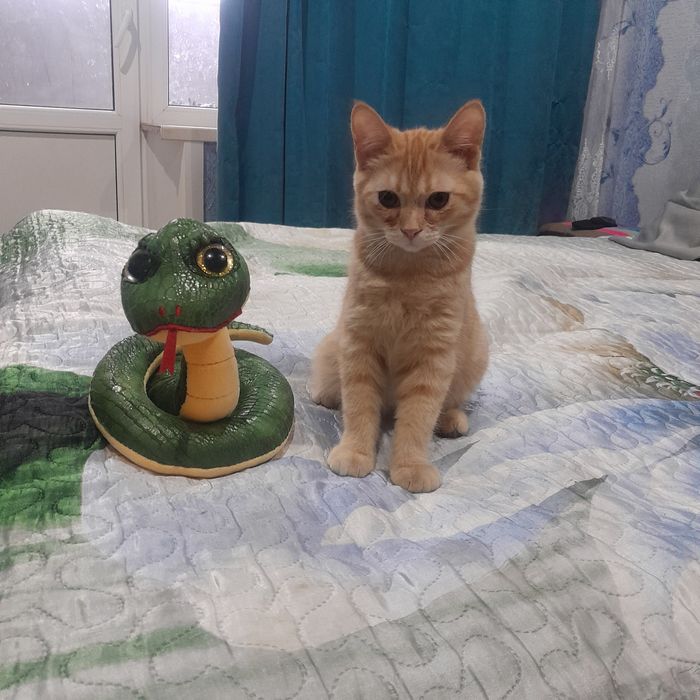 Отдам,мальчик, ходит в лоток