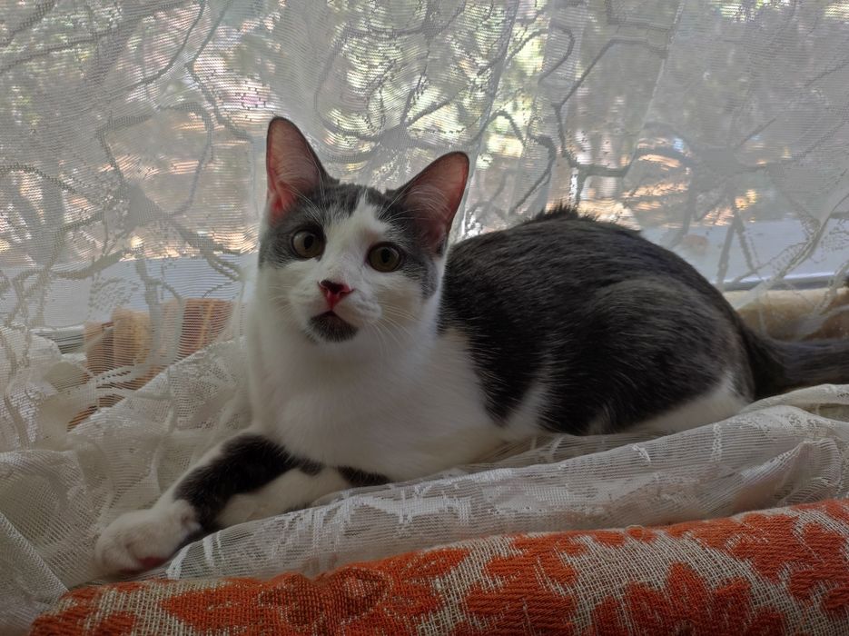 ОТДАМ котят в Добрые и надёжные руки. Сибирская короткошёрстная.