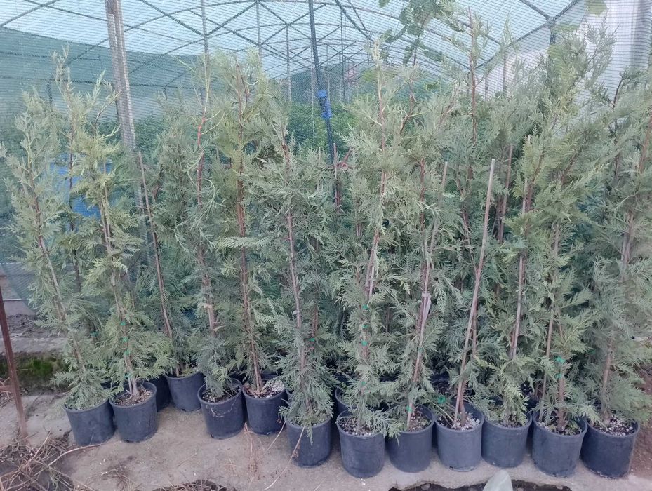 Лавровишна за жив плет 4лв