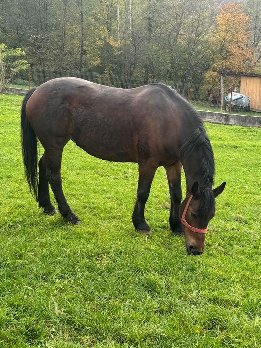 Iapă de vânzare de 11 ani. Preț 2 500€