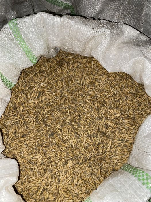 Vând ovăz C2 producție 2025 1,60 lei/kg!!