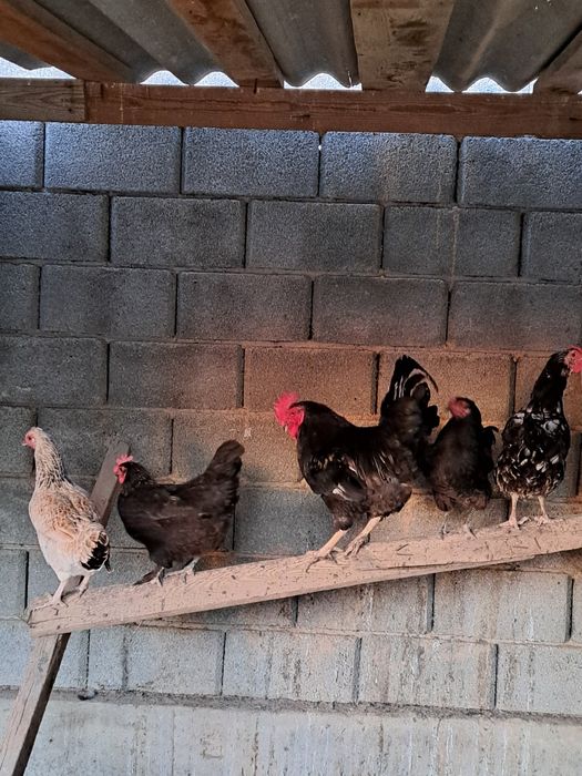 Тауық сатылады .