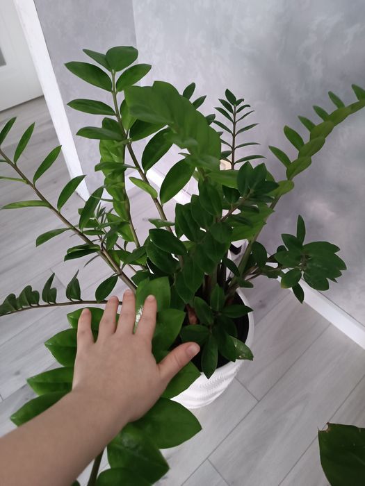 Продам долларовое дерево