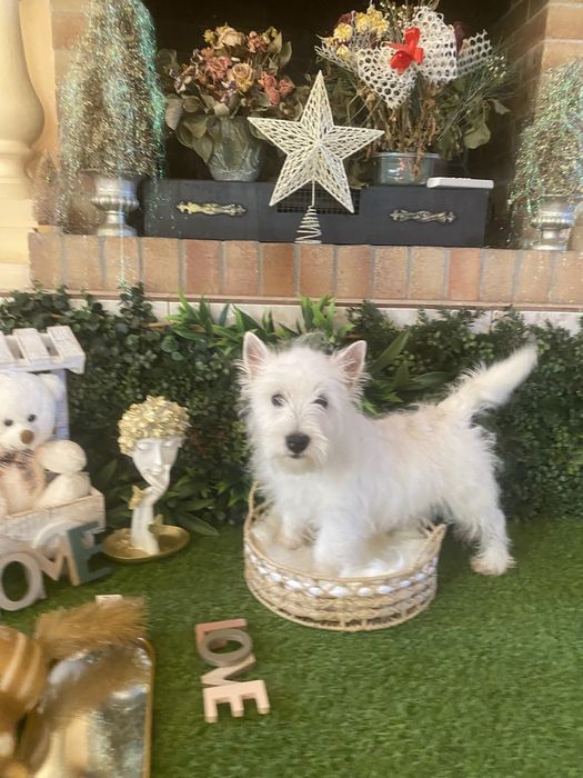 Westie alb imaculat – cățeluș deosebit, disponibil acum