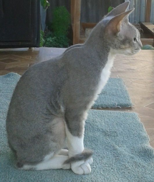 Верните кота. За хорошее вознаграждение.