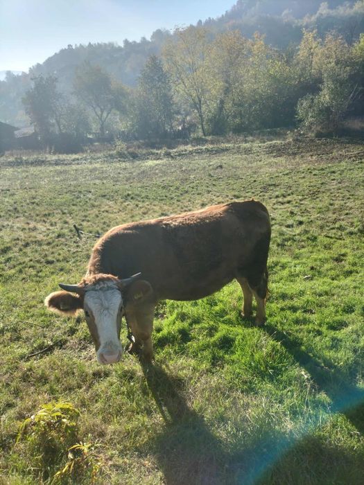 Vand manzata  genstanta in luna a 6