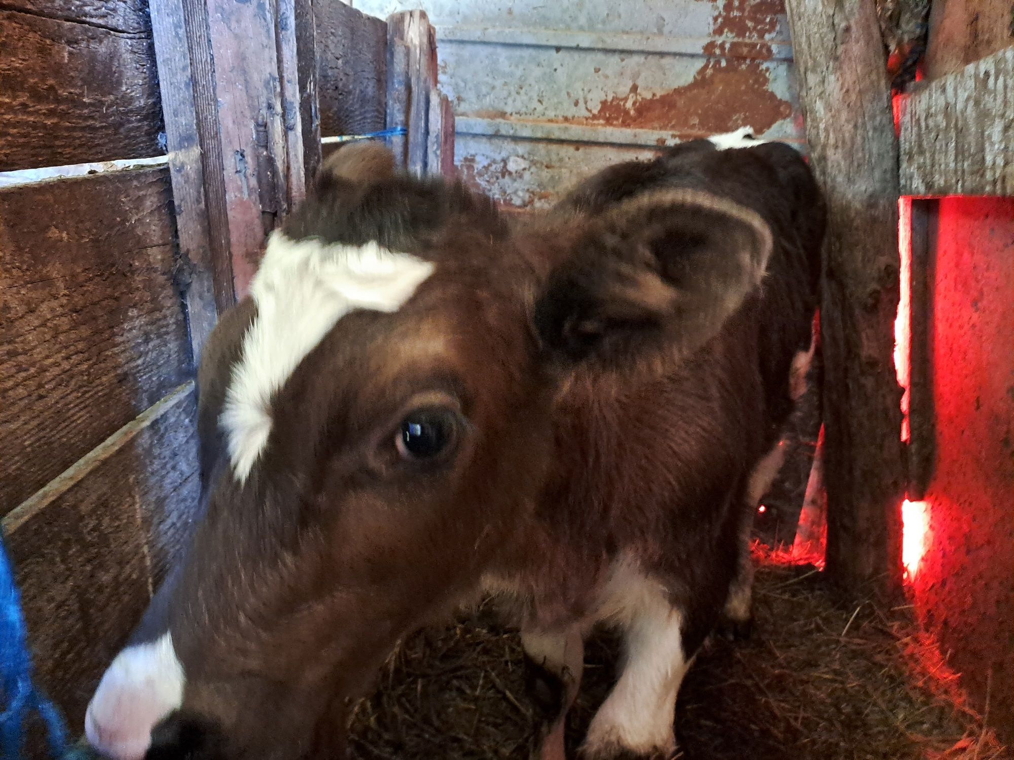 Vand vitea varsta o luna rasa holstein