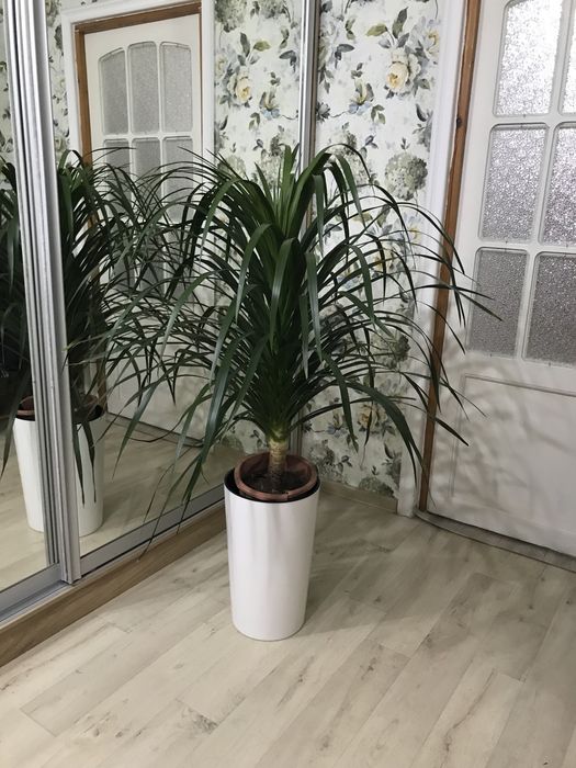 Комнатные цветы для чистого воздуха