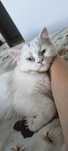 British longhair white