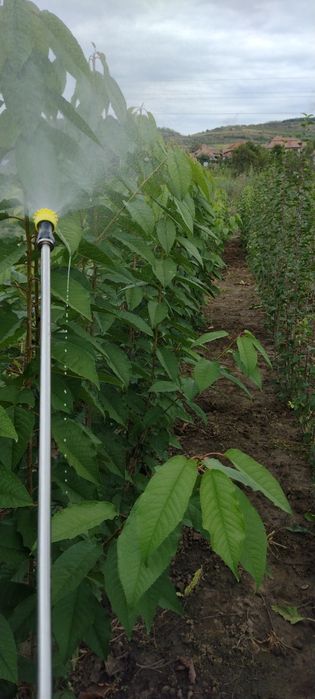 PROMO la Material Nucifer, la 100 puiet comandat, se oferă 5 gratis